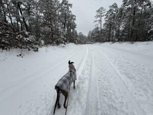 Steven Scott FitzGerald - Winter Storm January 2025